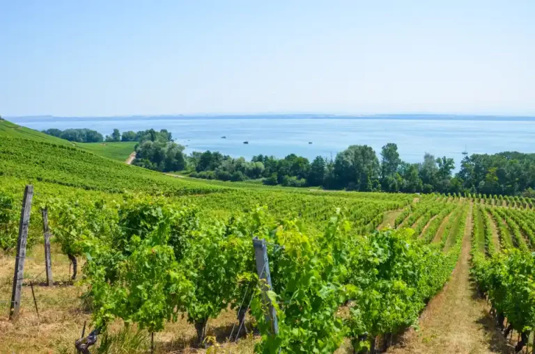 Vignobles près de Neuchâtel