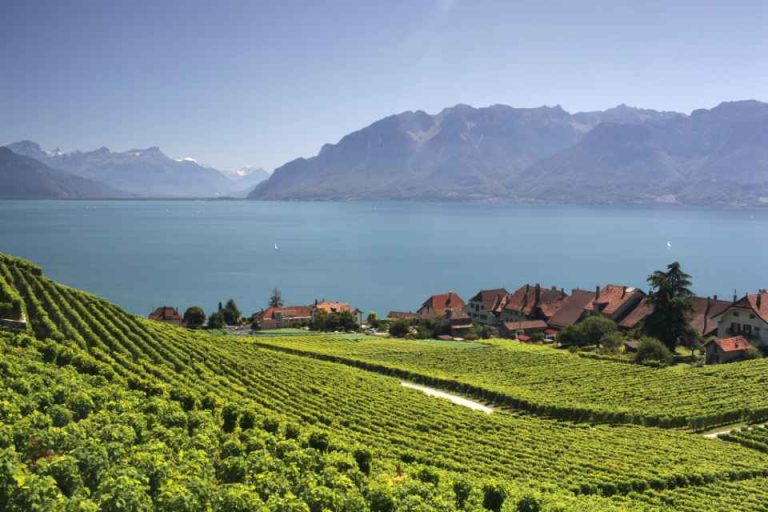 Vue des vignobles au dessus de Lausanne en Suisse